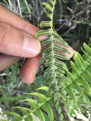 Blechnum hastatum