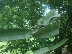 Hylocereeae