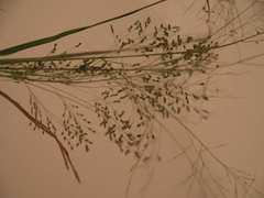 Panicum schinzii