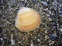 Mollusca