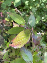Cornus racemosa