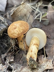 Gyroporus