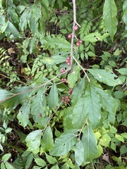 Elaeagnus
