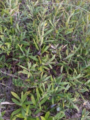 Salix humilis