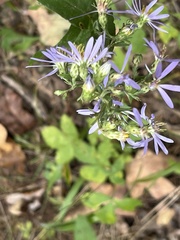 Symphyotrichum laeve