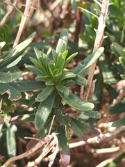 Chamaenerion dodonaei