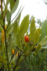 Osyris lanceolata