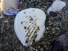 Anadara kagoshimensis