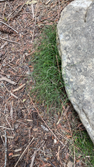 Equisetum scirpoides