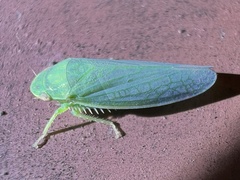 Gyponini