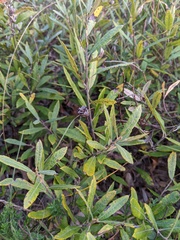 Salix humilis