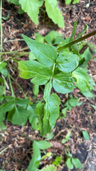 Valeriana sitchensis