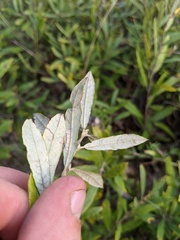 Salix humilis