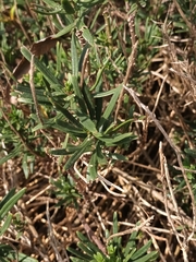 Chamaenerion dodonaei