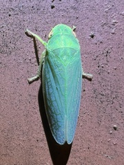 Gyponini