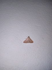 Antigastra catalaunalis