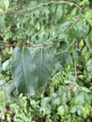 Elaeagnus