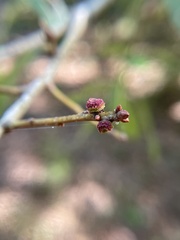 Kokkocynips difficilis