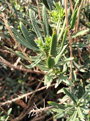 Chamaenerion dodonaei
