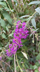Buddleja davidii