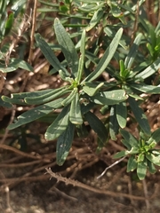 Chamaenerion dodonaei