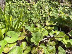 Petasites pyrenaicus