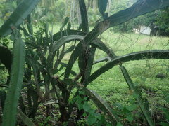 Hylocereeae