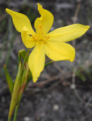 Bobartia