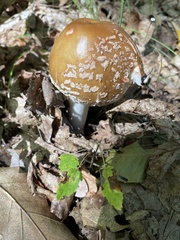 Amanita rhacopus