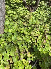 Petasites pyrenaicus