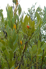 Osyris lanceolata