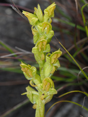 Disa cylindrica