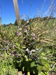 Platycodon grandiflorus