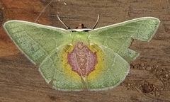 Nemoria astraea