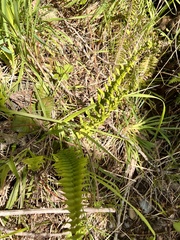 Blechnum hastatum