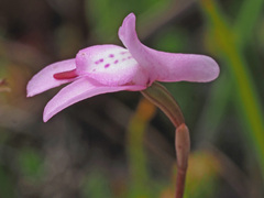 Disa inflexa