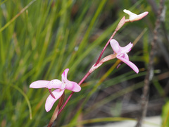 Disa inflexa