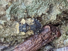 Gelastocoris oculatus