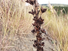 Asphodeline