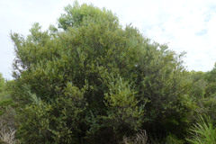 Osyris lanceolata