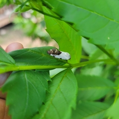 Tarache tetragona