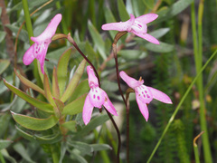 Disa inflexa