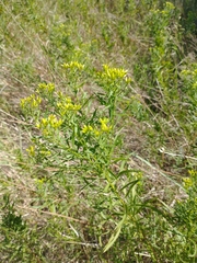 Euthamia gymnospermoides