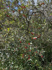 Ilex montana