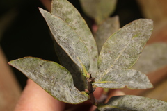 Erysiphe caprifoliacearum