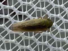 Graminella nigrifrons