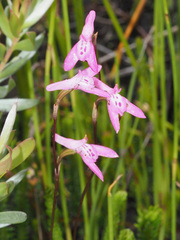 Disa inflexa