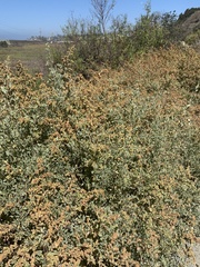 Atriplex lentiformis
