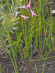 Disa inflexa