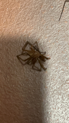 Kukulcania hibernalis